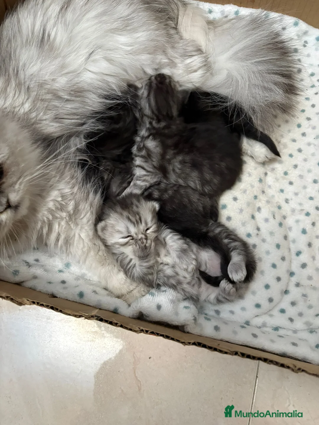 Persa gatos en venta: Gatos persas - Anuncio 6