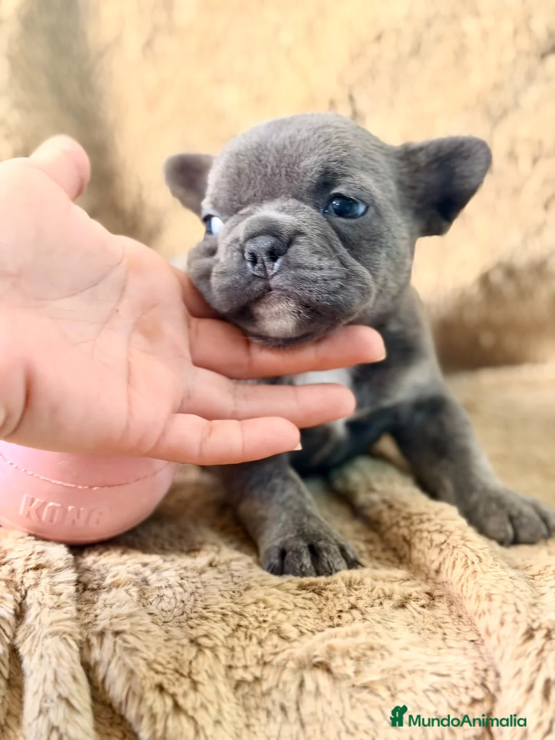 Bulldog Francés perros en venta: Hembra bulldog francés blue - Anuncio 2