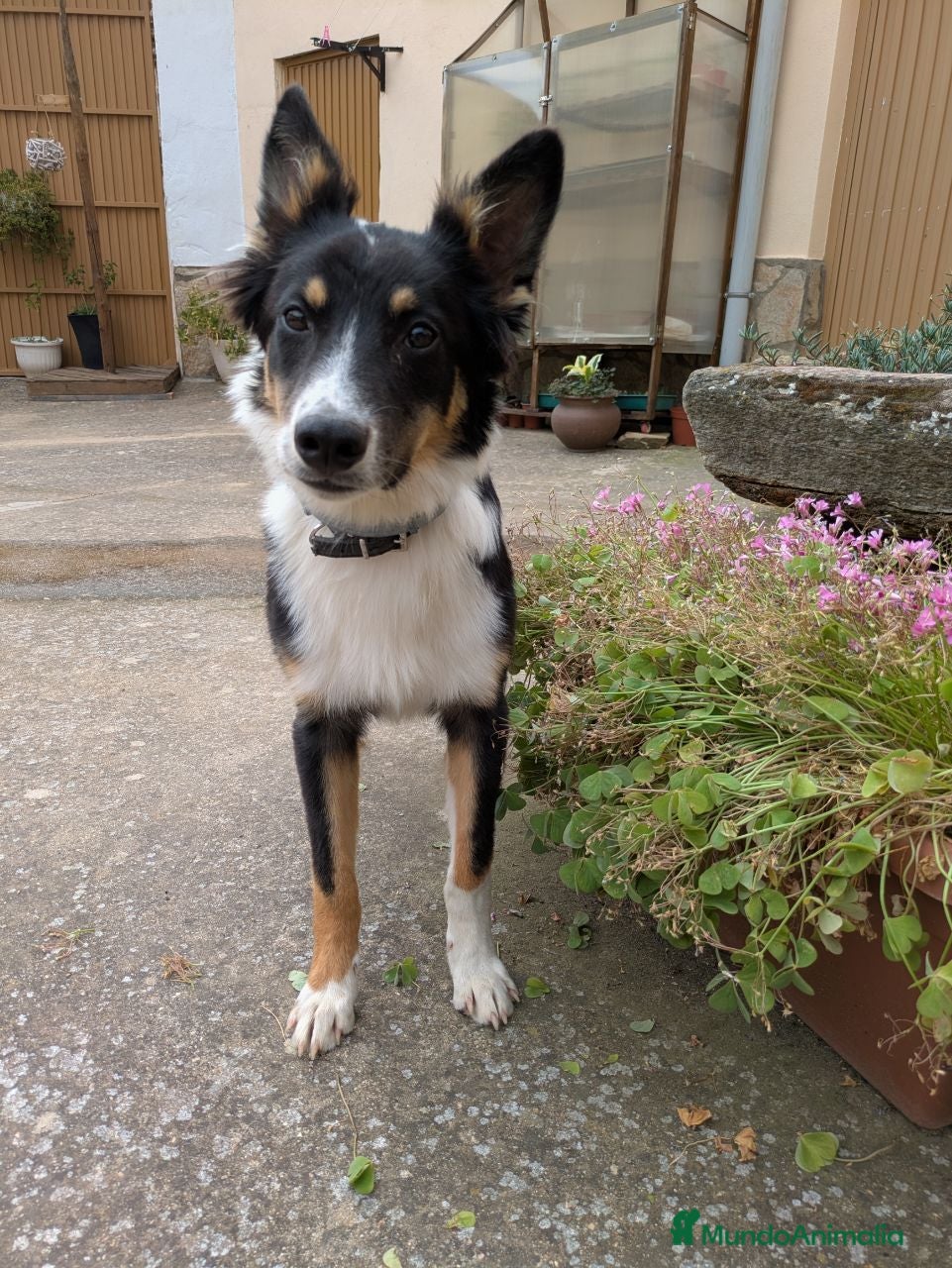 Raza Mixta perros Cesión de cruce de Border Collie - Anuncio 2