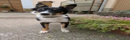 Raza Mixta perros en adopcion: Cesión de cruce de Border Collie - Anuncio 2