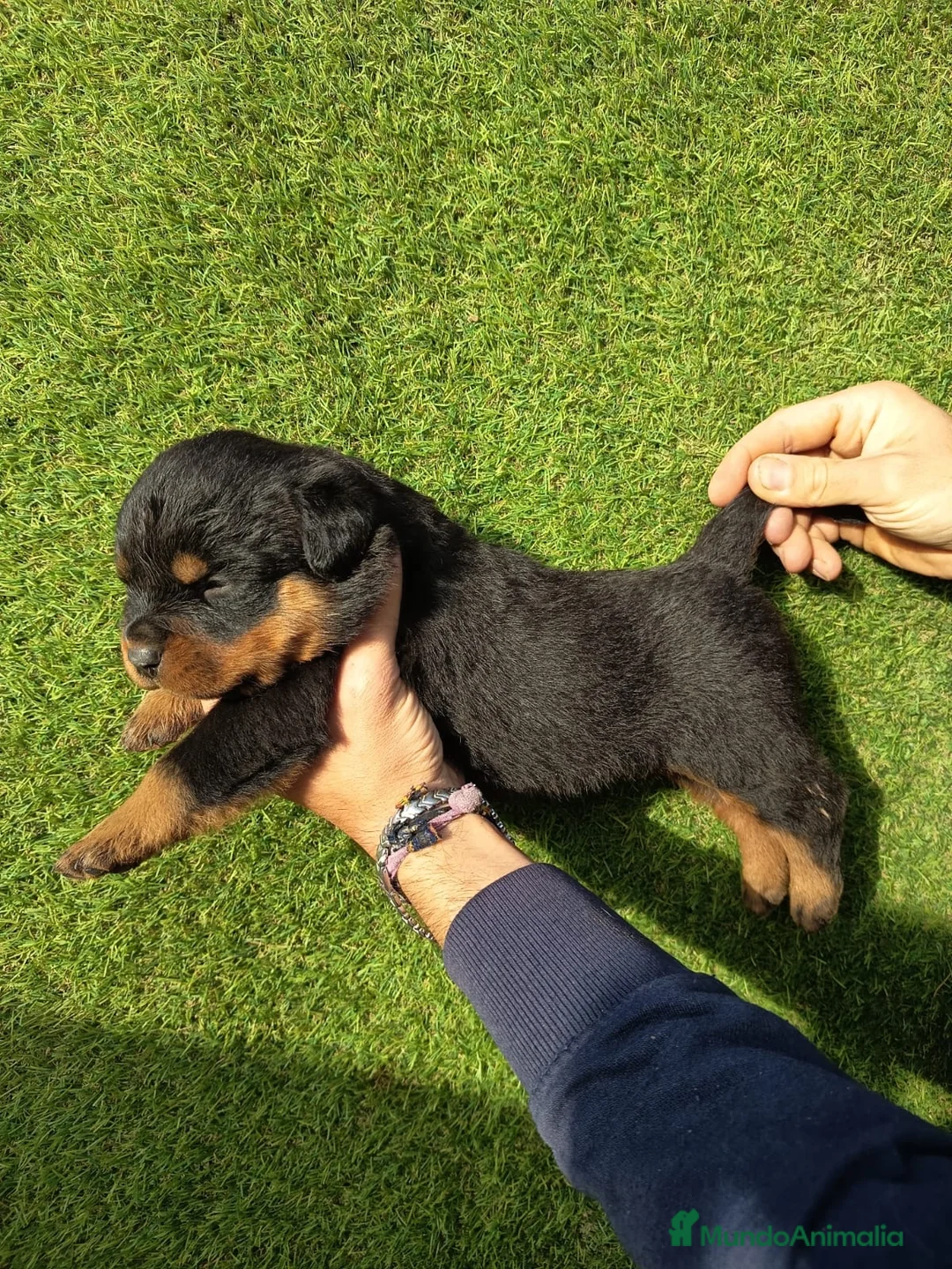 Rottweiler perros en venta: Cachorros de rottweiler  - Anuncio 1