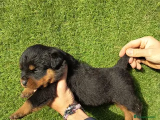 Rottweiler perros Cachorros de rottweiler - Anuncio 1