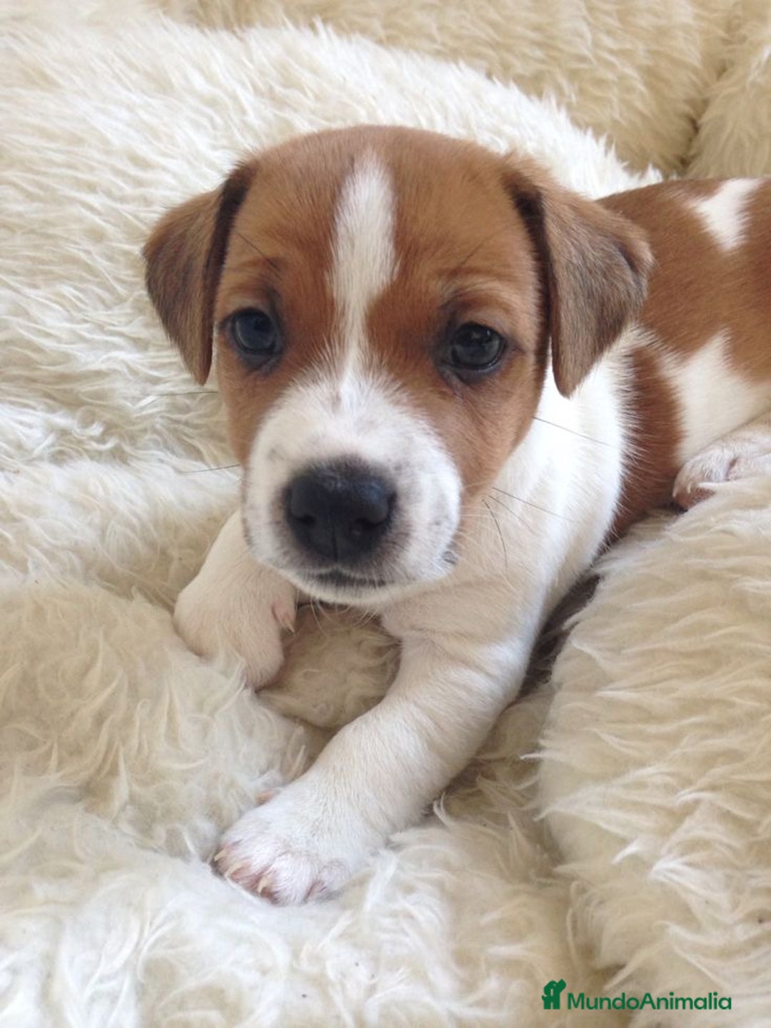 Jack Russell Terrier perros en venta: Preciosos Jack Russell 🤍🤎 - Anuncio 4