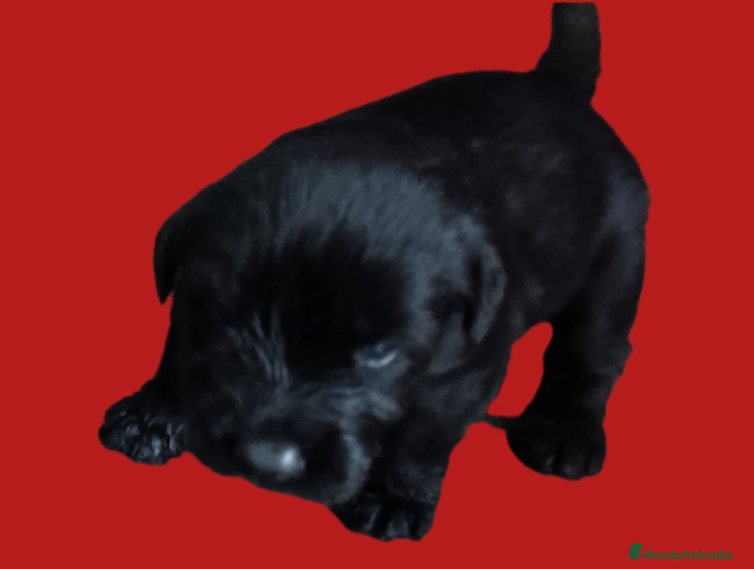 Schnauzer Gigante perros en venta: Schnauzer Gigante Negro - Anuncio 4