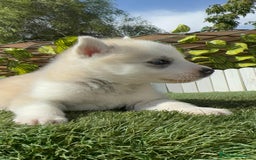 Husky Siberiano perros en venta: HUSKY - Imagen 11