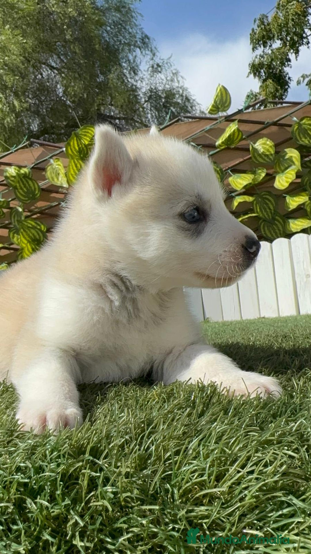 Husky Siberiano perros en venta: HUSKY - Imagen 11