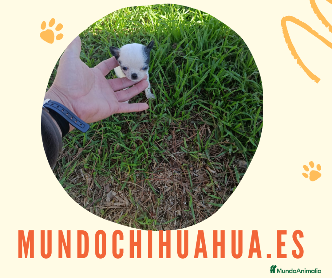 Chihuahua perros en venta: IMPRESIONANTE  CHIHUAHUA   LINEA  TOY  - Anuncio 5