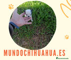 Chihuahua Cachorro 4