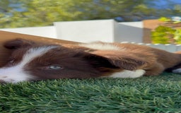 Border Collie perros en venta: BORDER COLLIE - Anuncio 7