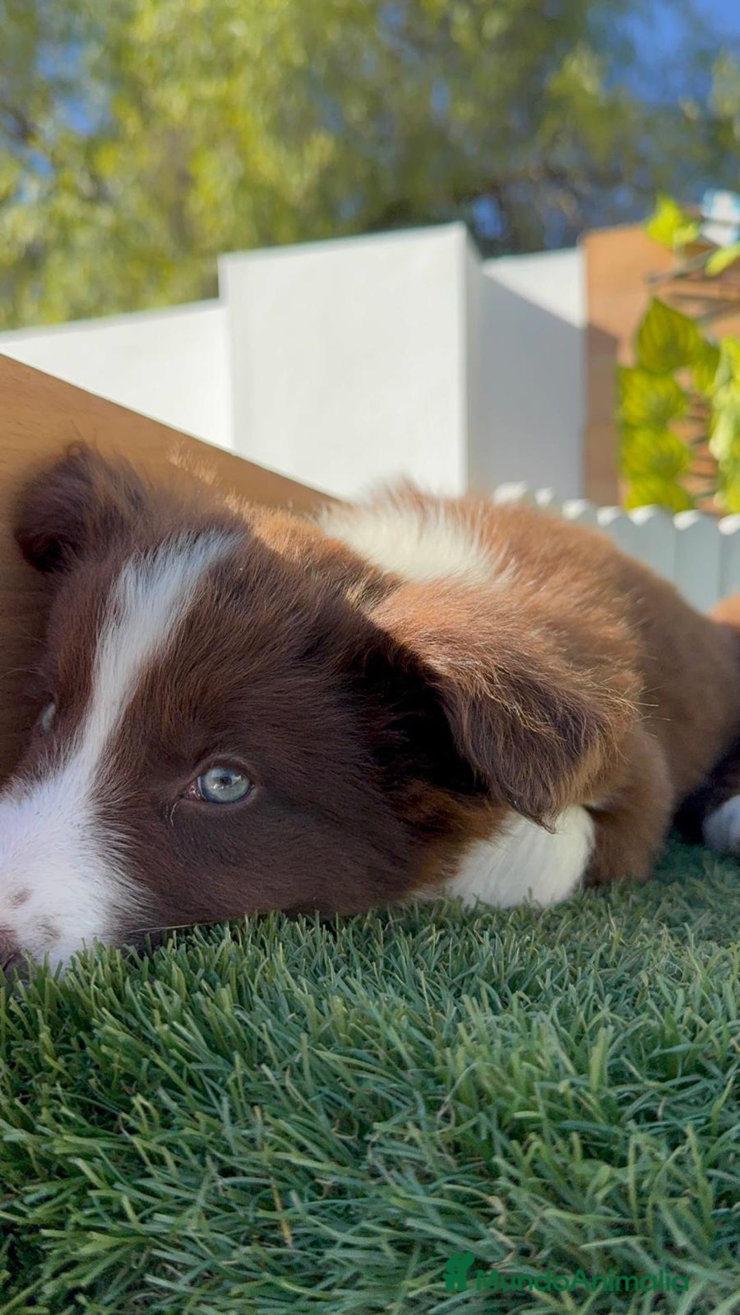 Border Collie perros en venta: BORDER COLLIE - Anuncio 7