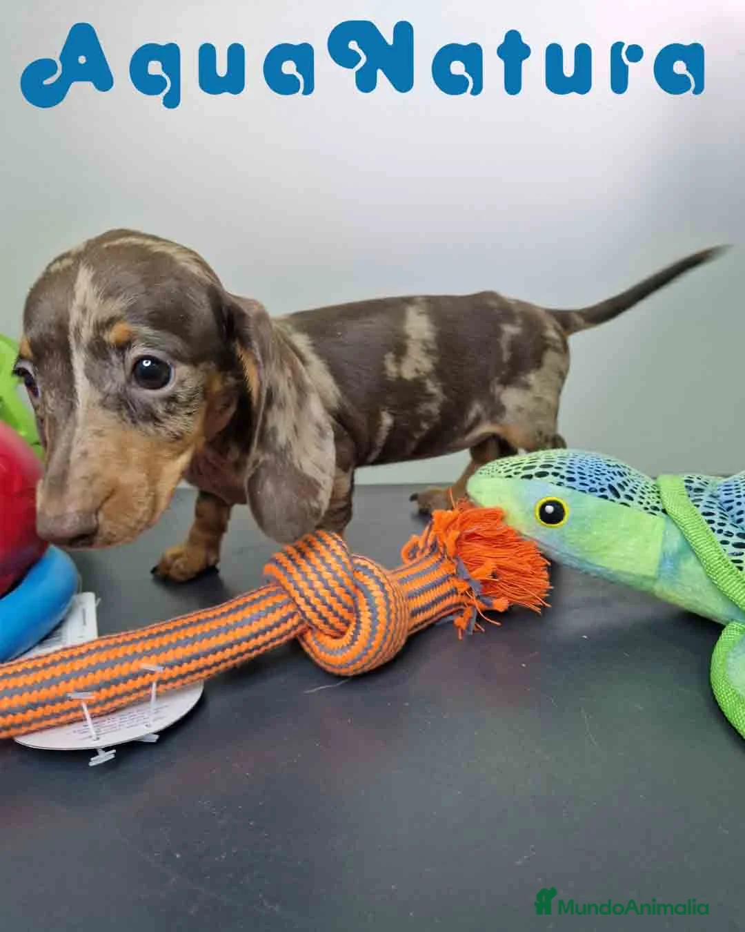 Teckel Miniatura perros en venta: Teckel Hembra 5805 AQUANATURA - Anuncio 2