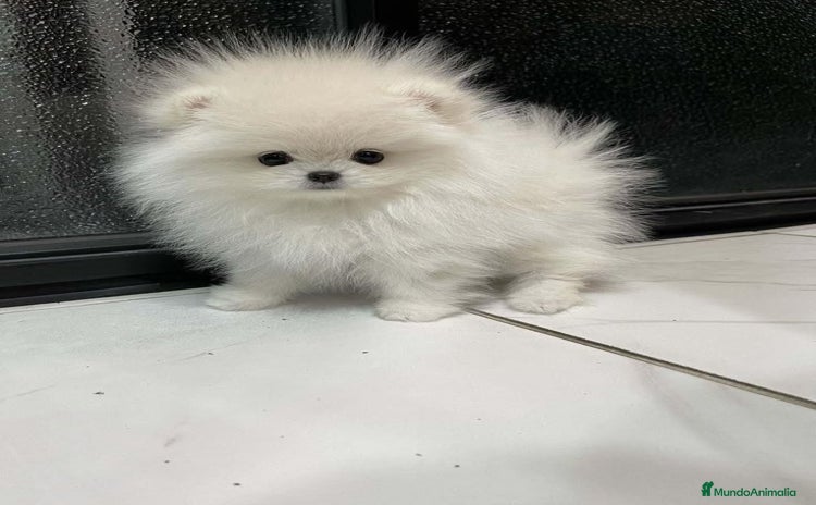 Pomerania perros - Propaganda 2