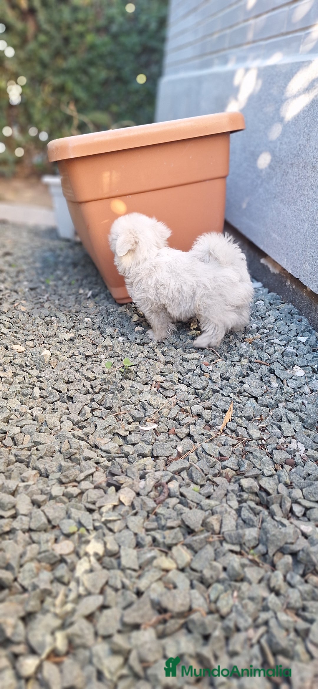 Bichón Maltés perros en venta: Bichón maltés  - Anuncio 3