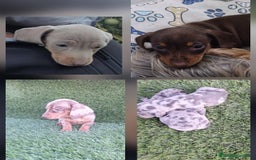 Teckel perros en venta: Teckel Mini - Anuncio 1