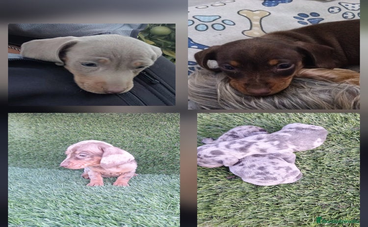 Teckel perros Teckel Mini - Anuncio 1