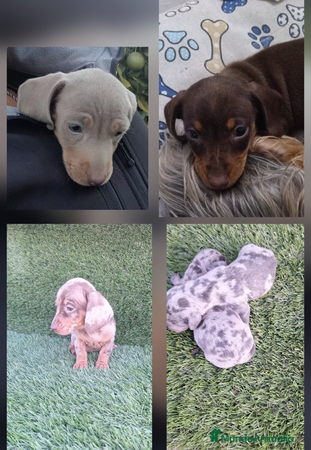 Teckel perros en venta: Teckel Mini - Anuncio 1