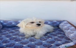Bichón Maltés perros en venta: Bichon maltés  - Imagen 6
