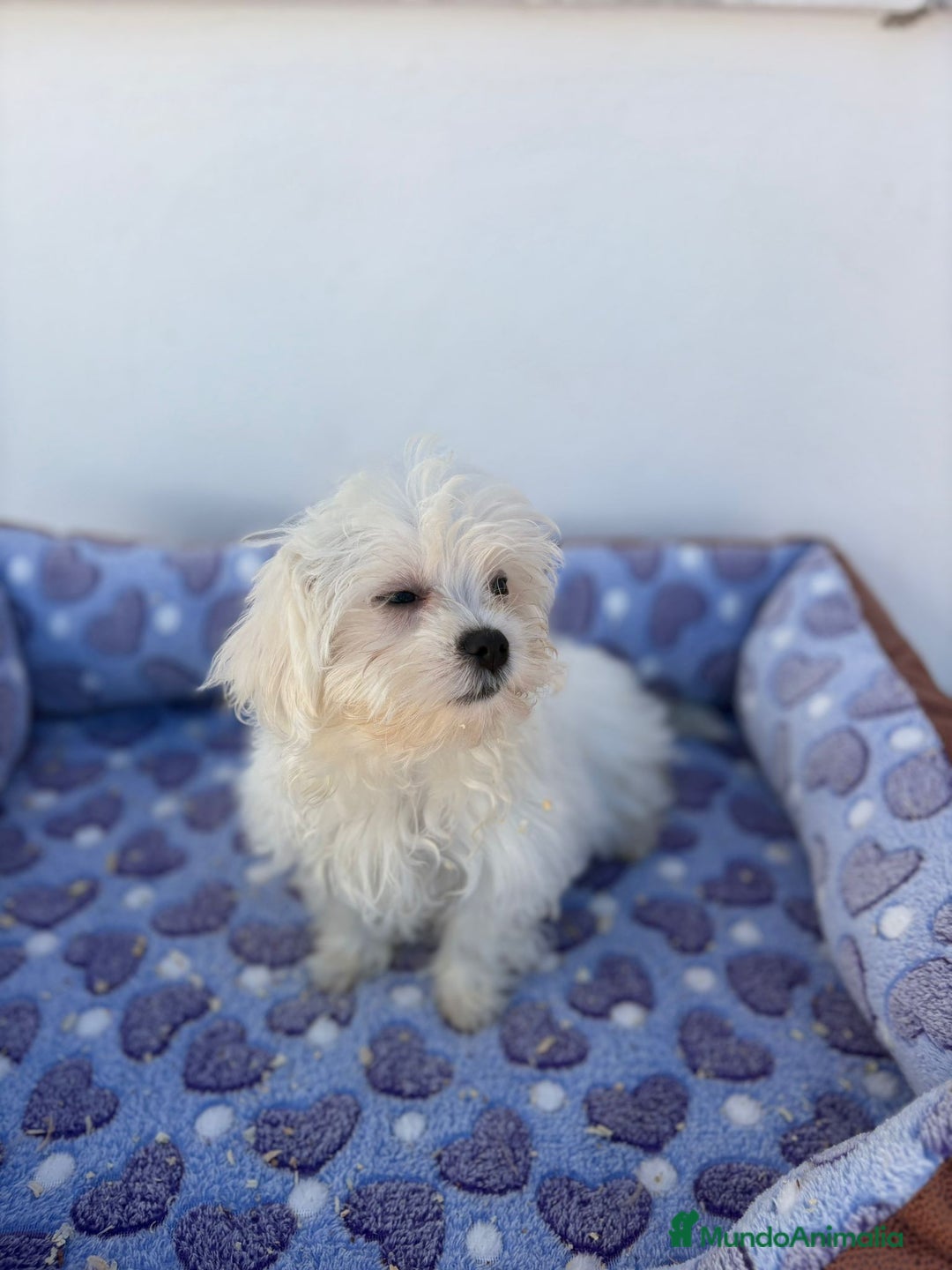 Bichón Maltés perros en venta: Bichon maltés  - Imagen 6