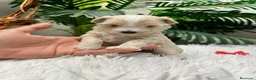 Maltipoo perros en venta: MALTIPOO - Anuncio 1