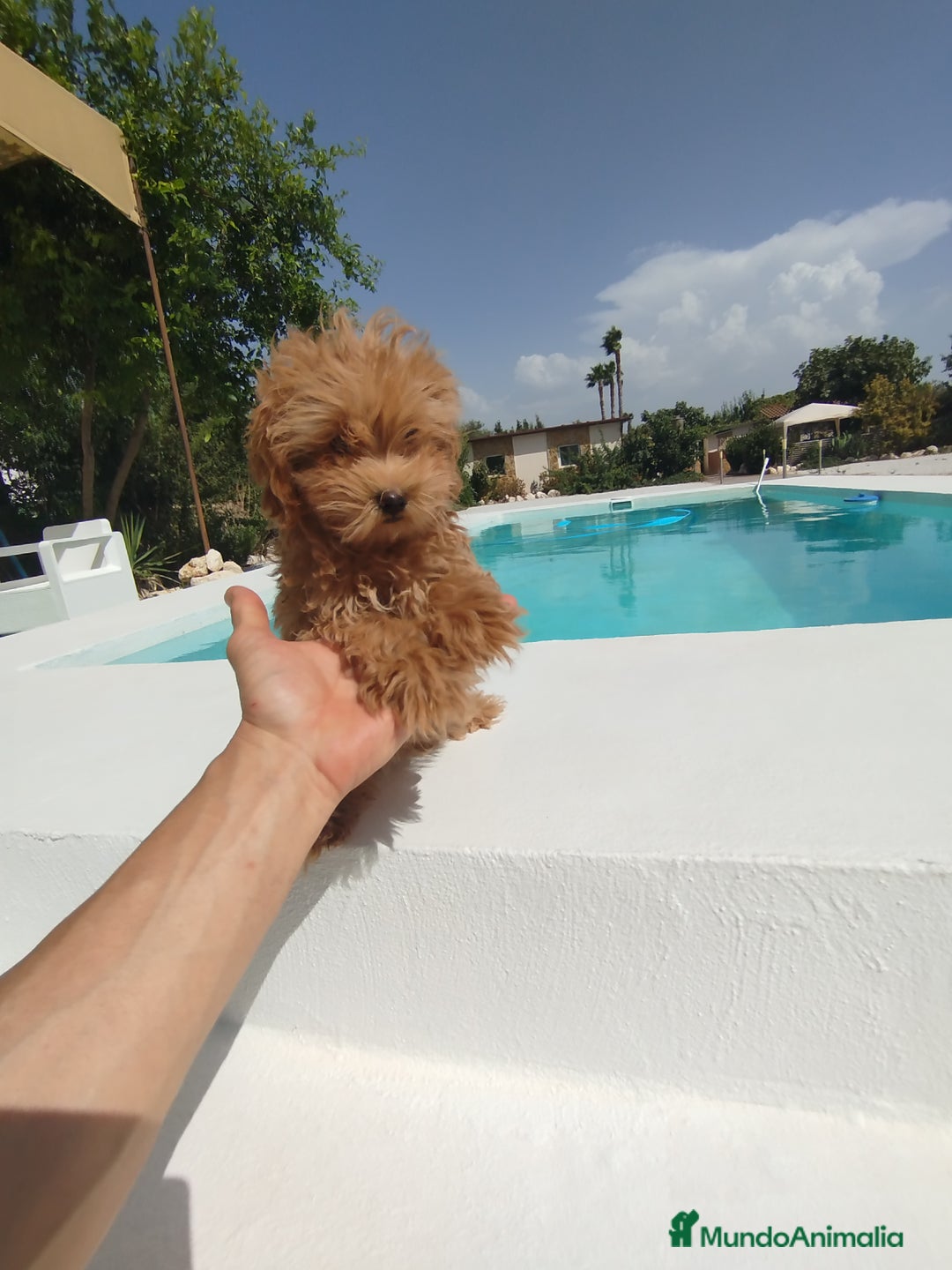 Maltipoo perros en venta: Maltipoo toy  - Imagen 4