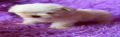 Bichón Maltés 4