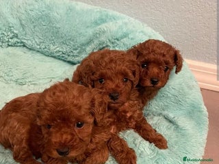 Caniche Toy perros ‼️‼️CANICHE TOY ROJOS 50% ASIÁTICOS - Anuncio 22