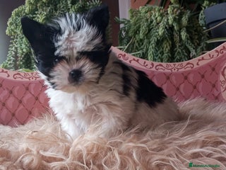 Biewer Yorkshire Terrier a la Pom Pon perros Cachorros Yorkshire y Biewer toy - Anuncio 4