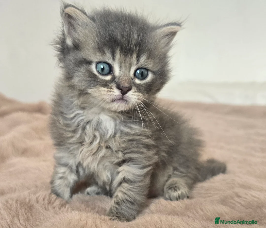 Británico de Pelo Largo gatos en venta: Gatcot.com - Anuncio 5