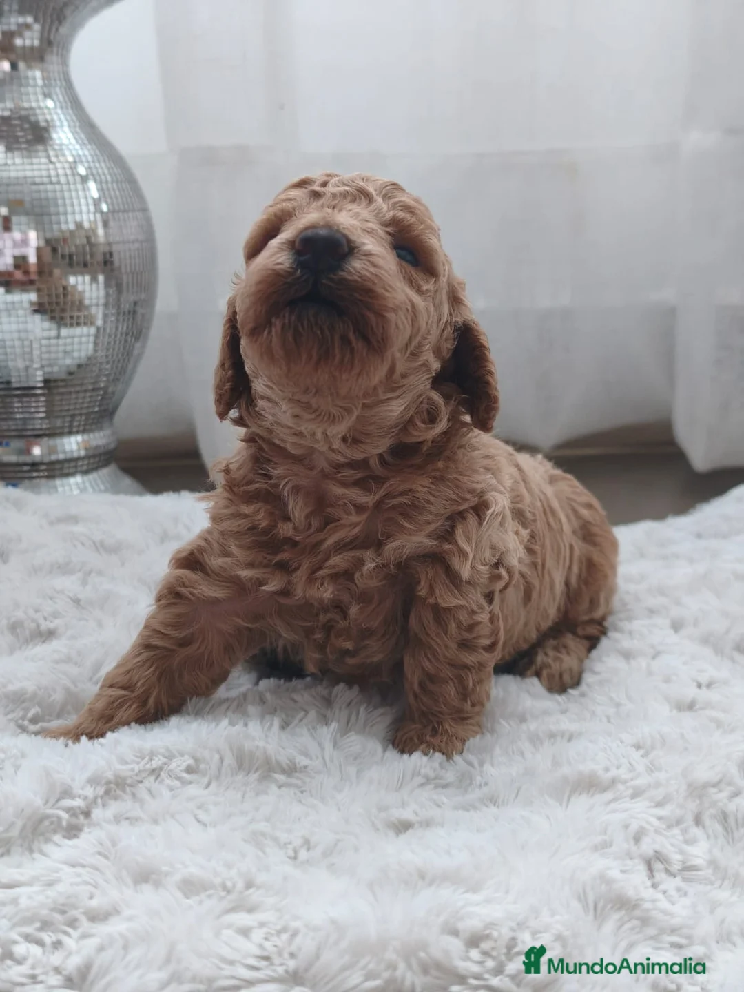 Caniche Toy perros en venta: Excelentes cachorros de caniches  en Zaragoza - Anuncio 1