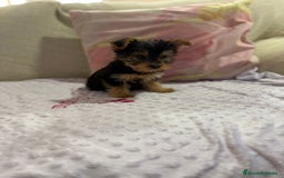 Yorkshire Terrier perros en venta: Yorkshire toy - Imagen 4