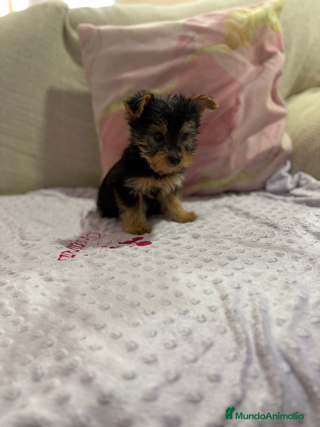 Yorkshire Terrier perros en venta: Yorkshire toy - Imagen 4