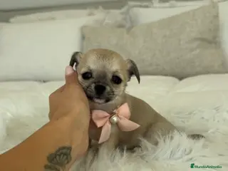 Chihuahua perros Chihuahua hembra - Anuncio 1