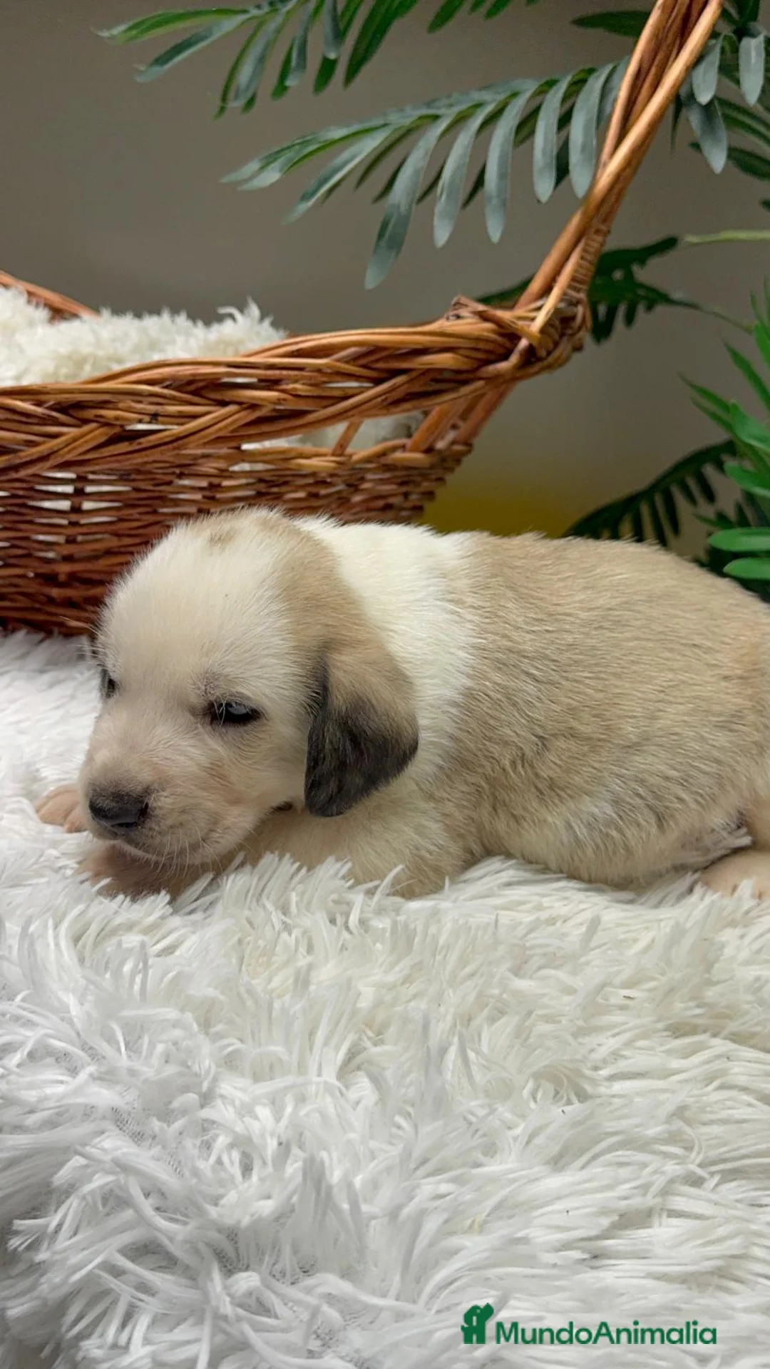 Mastín Español perros en venta: MASTIN ESPAÑOL - Anuncio 16