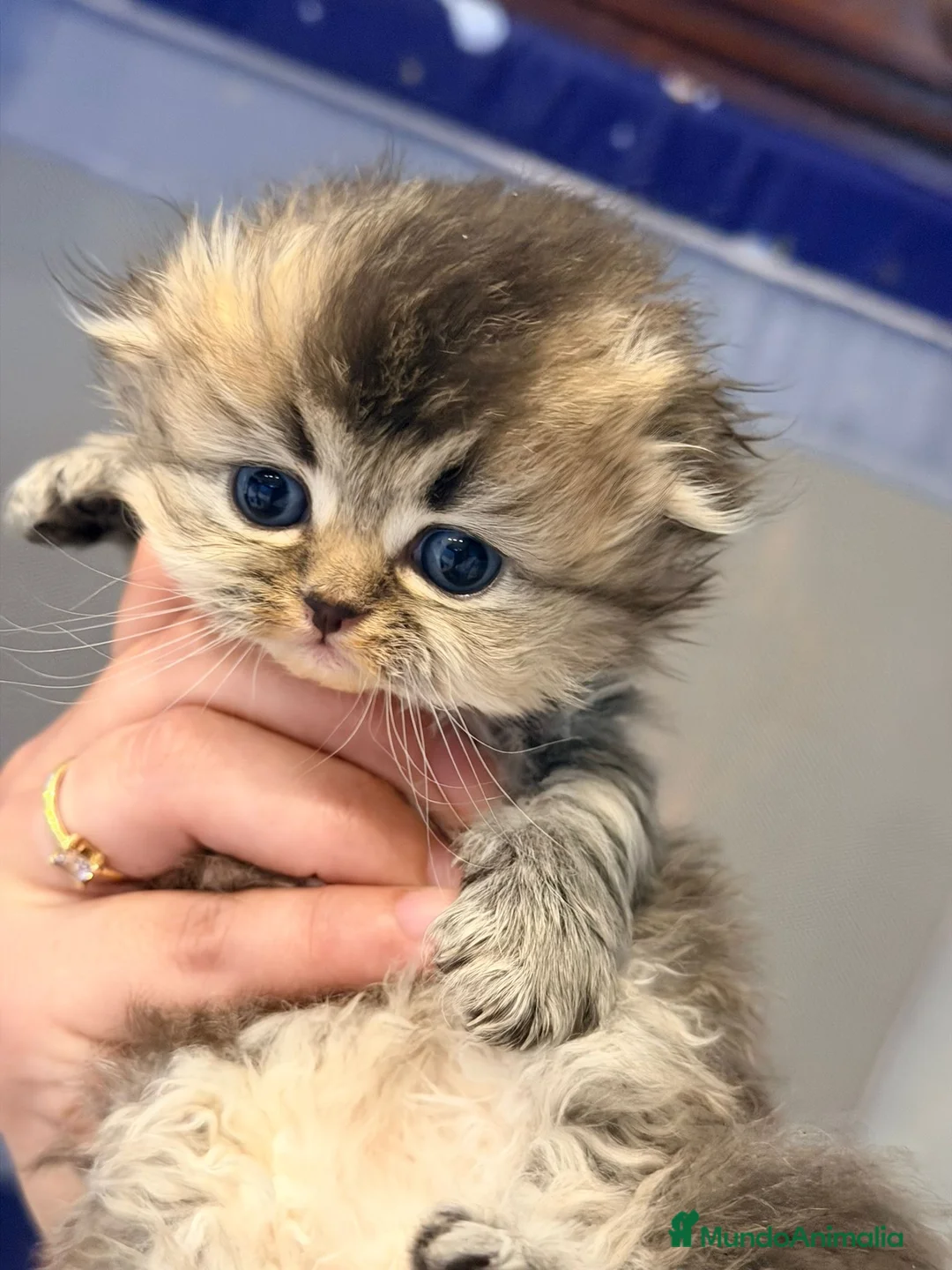 Scottish Straight gatos en venta: Scottish Fold Pelo Largo 641387649 - Anuncio 3