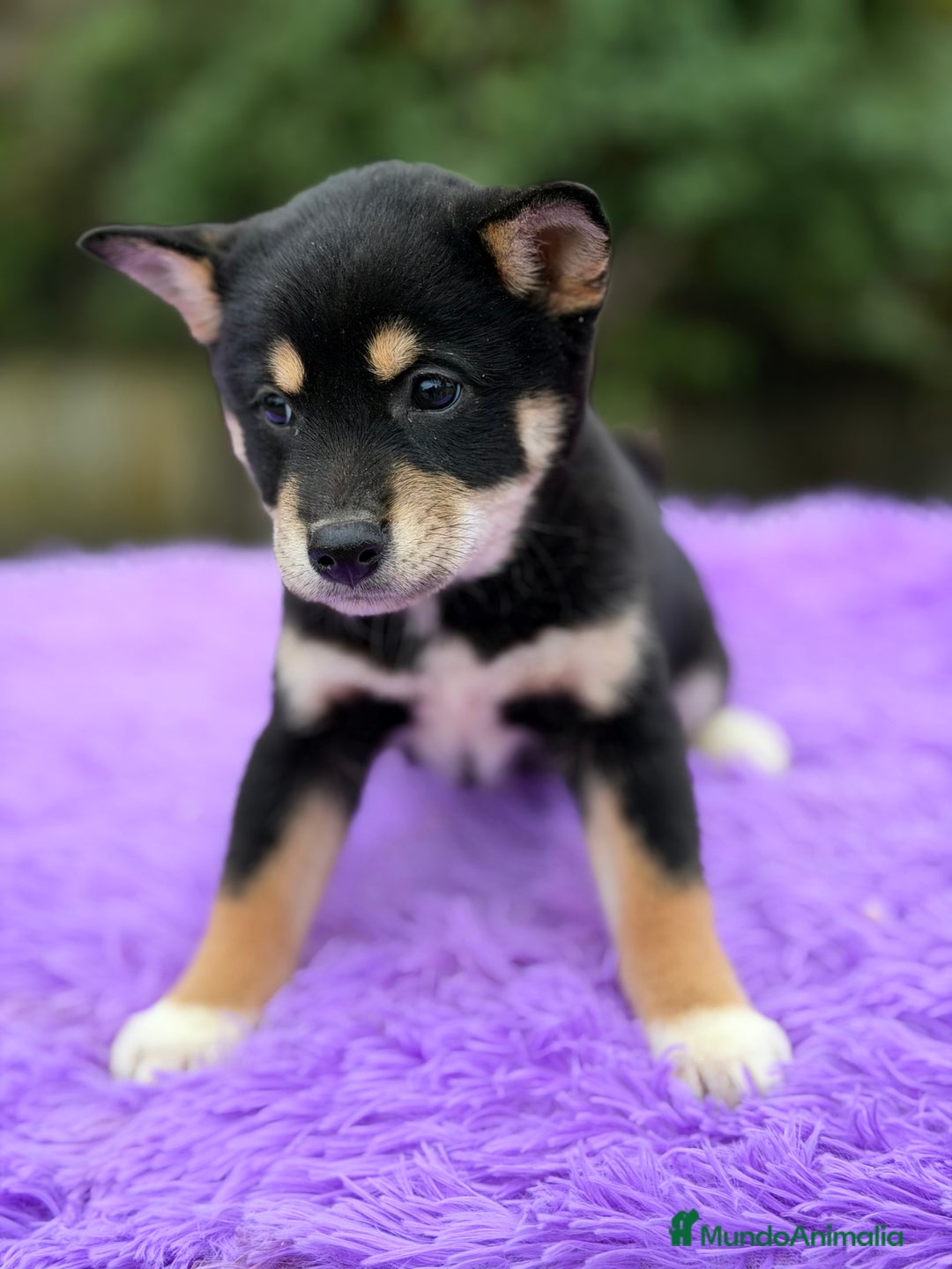 Shiba Inu perros en venta: Shiba Inu Negra  - Anuncio 6