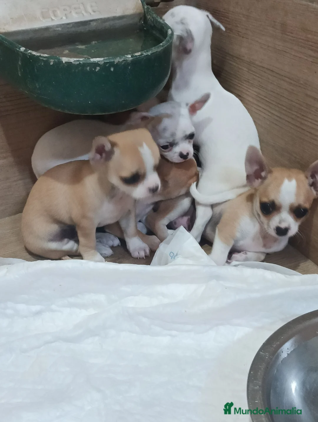 Chihuahua perros en venta: Chihuahua toy  - Anuncio 2