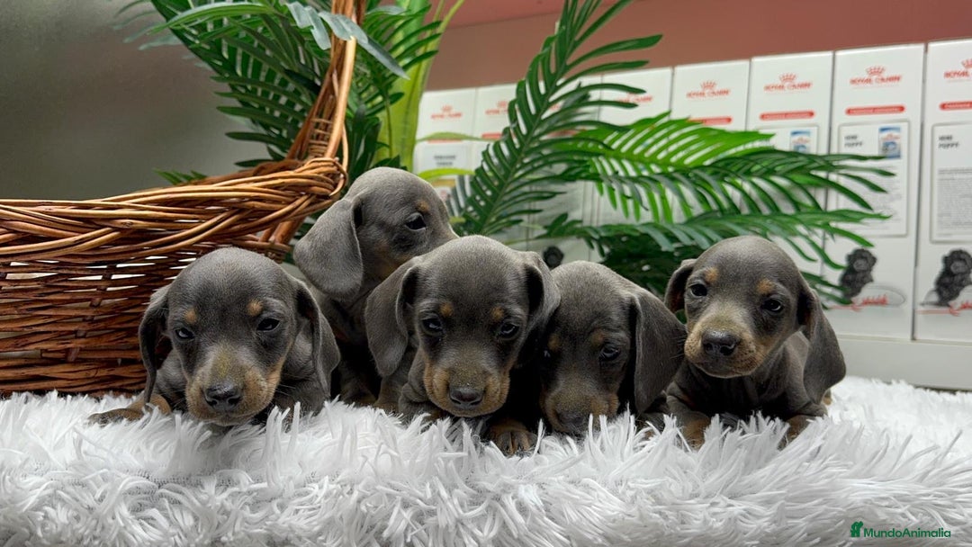 Teckel Miniatura perros en venta: TECKEL MINIATURA BLUE AND TAN - Anuncio 1