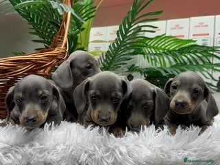 Teckel Miniatura perros TECKEL MINIATURA BLUE AND TAN - Anuncio 4