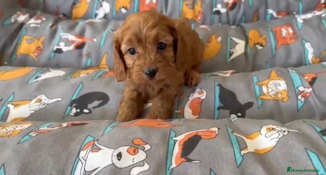 Cavapoo perros Cavapoo Hembrita  - Anuncio 1