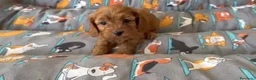 Cavapoo perros en venta: Cavapoo Hembrita  - Anuncio 1