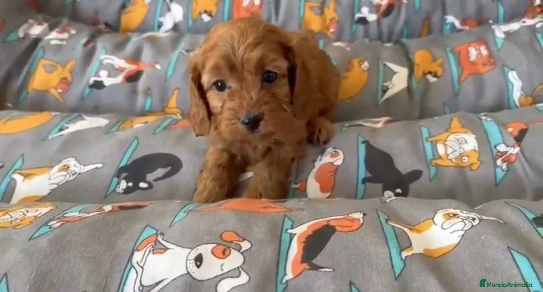 Cavapoo perros en venta: Cavapoo Hembrita  - Anuncio 1