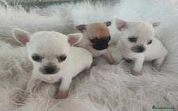 Chihuahua perros en venta: Chihuahua (Hembras blancas y crema) - Imagen 1