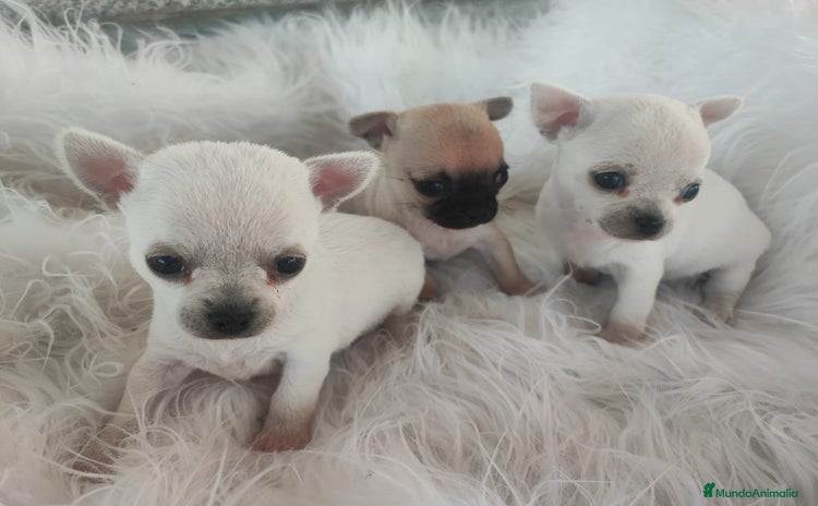 Chihuahua perros - Anuncio 1