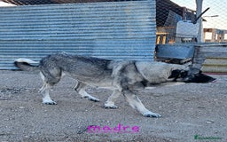 Mastín Español perros en venta: Camada mastin español - Imagen 5