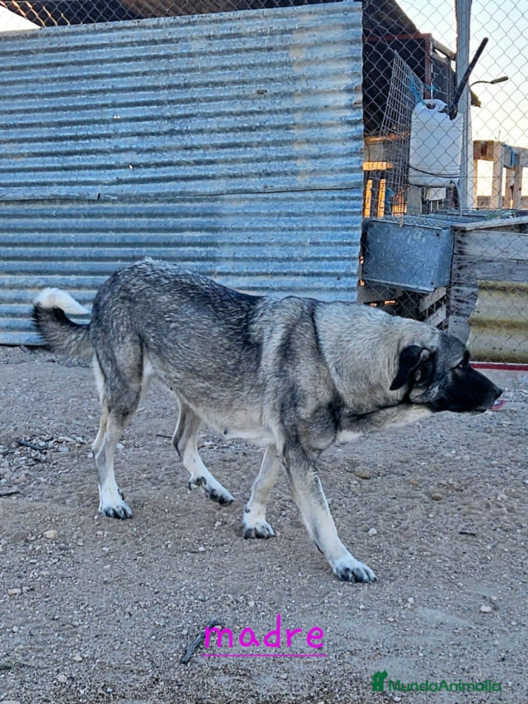 Mastín Español perros en venta: Camada mastin español - Imagen 5