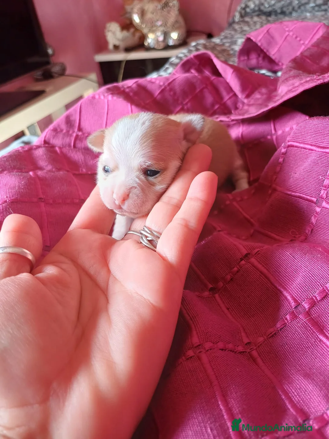 Chihuahua perros en venta: Chihuahua macho 🐾🔥 en Sevilla - Anuncio 2