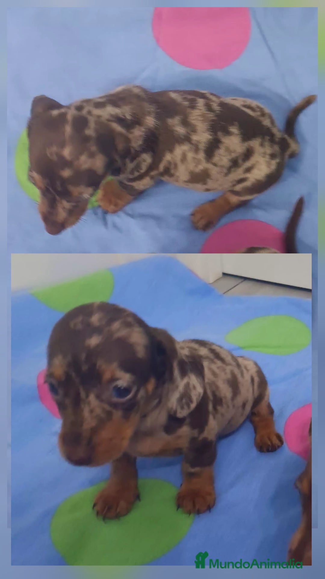 Teckel perros en venta: Teckels Mini Choco - Anuncio 3