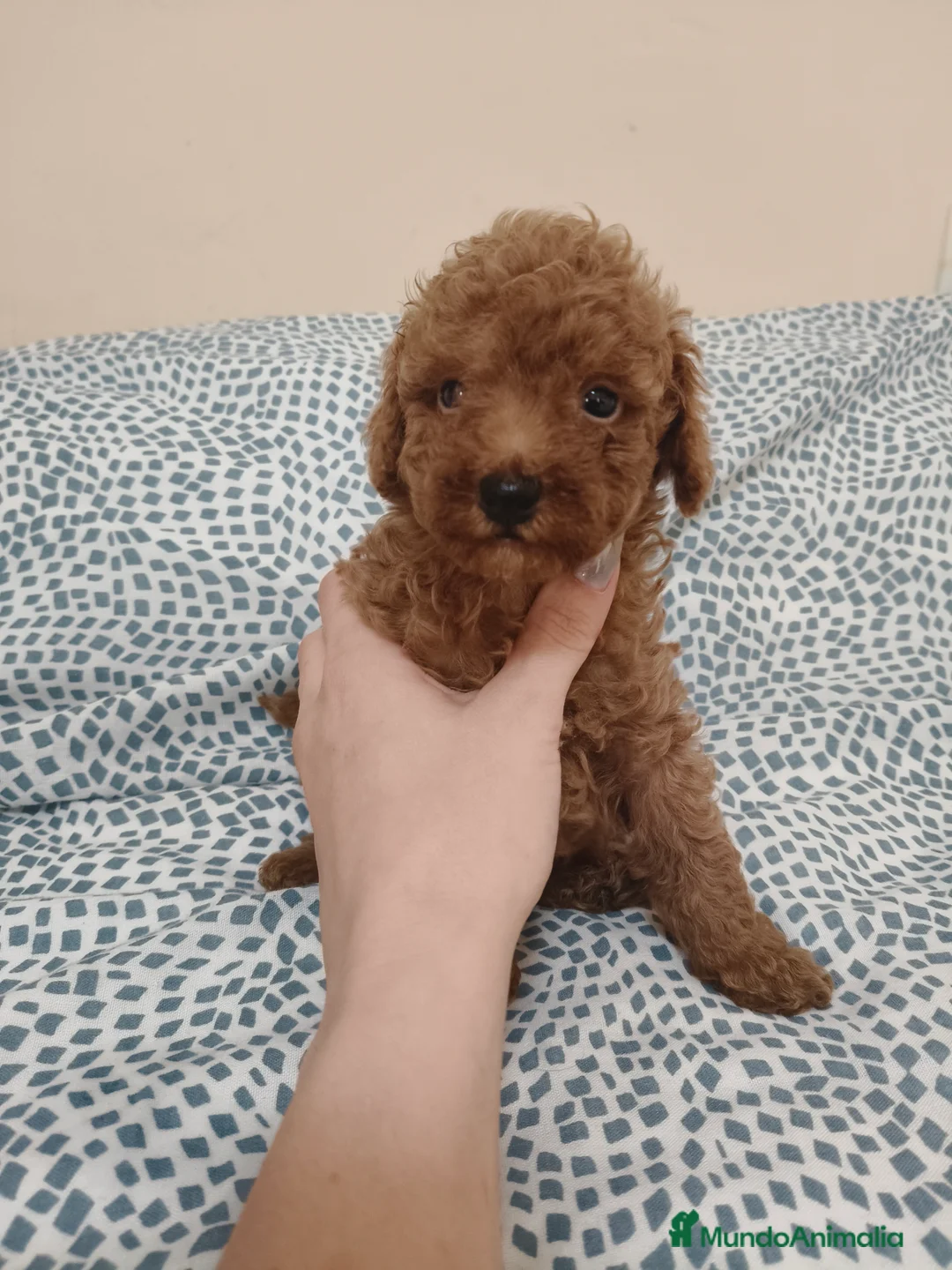 Caniche Toy perros en venta: Caniche Toy en Murcia - Anuncio 4