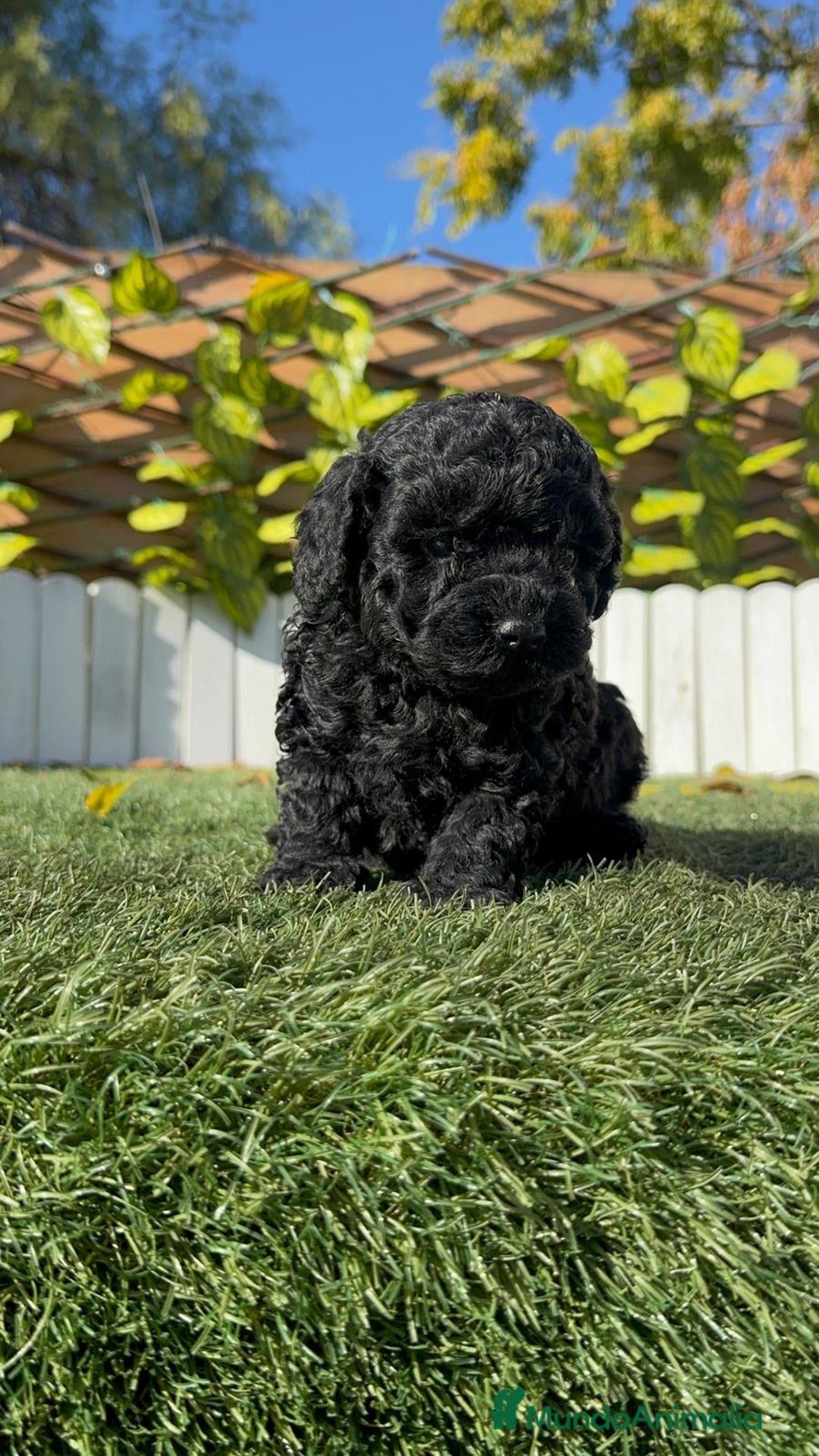 Caniche Toy perros en venta: CANICHE TOY MACHO - Anuncio 5