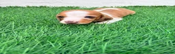 Teckel Miniatura perros en venta: Teckel miniatura tri merle choco blanco - Anuncio 14